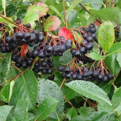 grosse-aronia-beeren-600x450.jpg