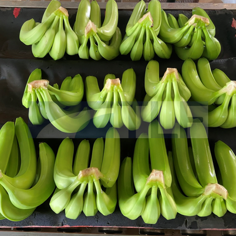 Fresh Cavendish Banana
