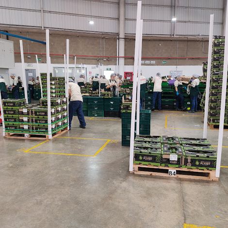 PROCESO DE PALLETIZADO