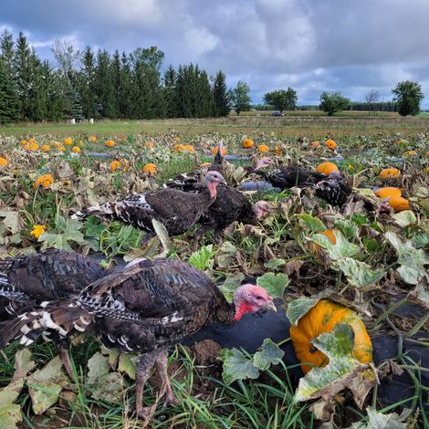 Mapleton's Organic Dairy