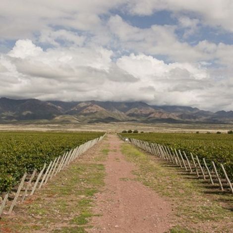 rolland winery 1.jpg