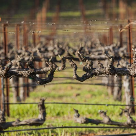 FRIAS Family Vineyard