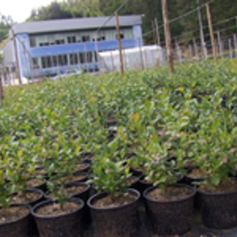 Mirtilusa - Sociedade de Produtores Horto-Frutícolas, Lda