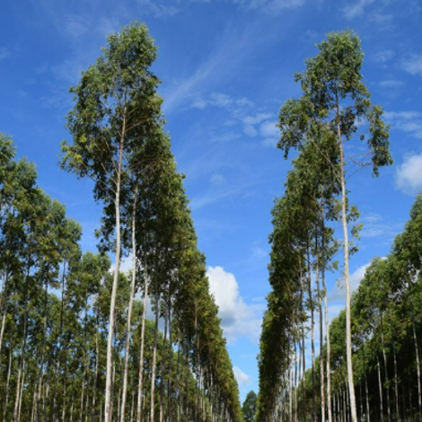 reforestation