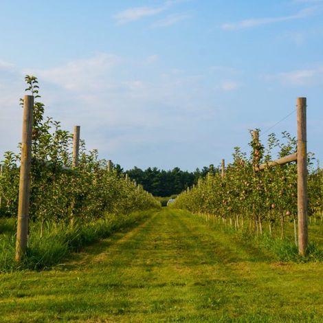 Visit-Orchard-scaled.jpg