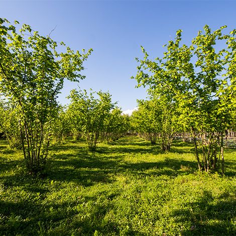 findik-tarla.jpg