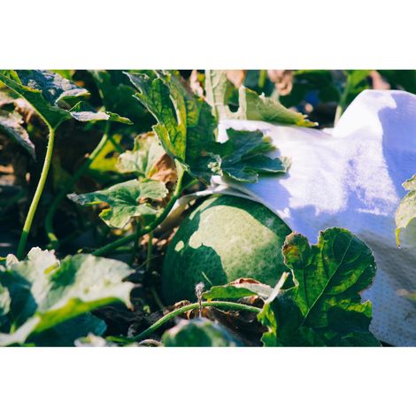 Yongliang Industrial Co., Ltd. - Plantation