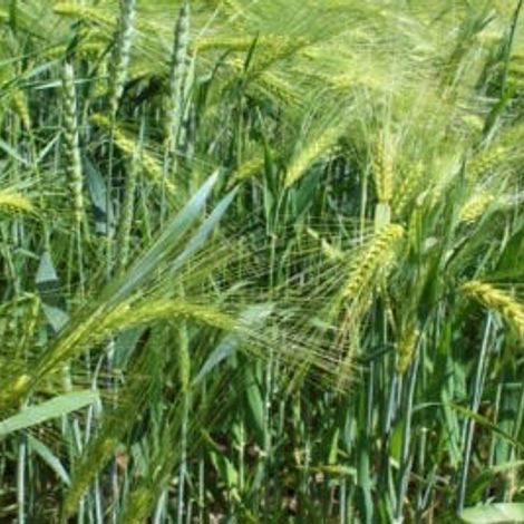 Orbita FG - Barley