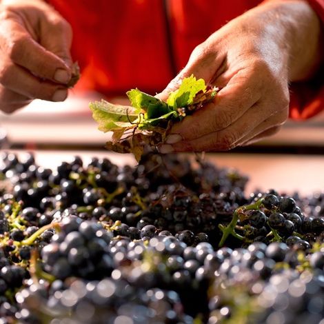 Château Phelan Segur_Wines_Winemaking