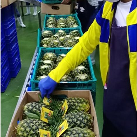 Avante Agri-Products_Pineapple_MD2/GOLD