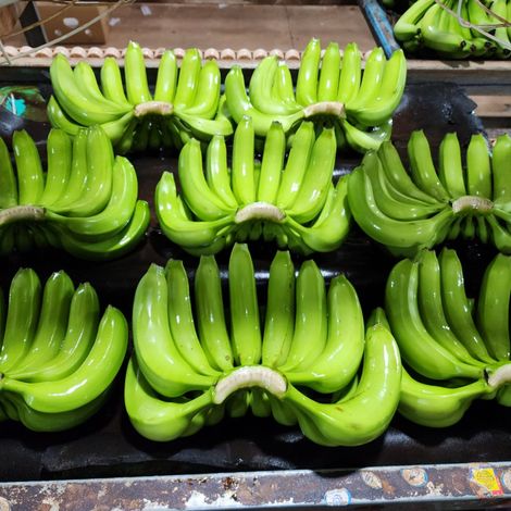 CAVENDISH BANANA