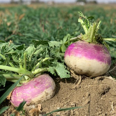 Silver Reef Organic Farms, LLC