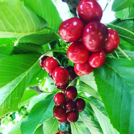 Cherries