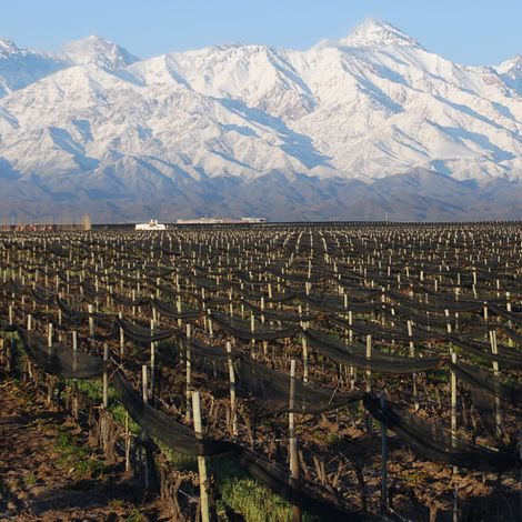 DOMAINE BOUSQUET VINEYARD 4.jpg