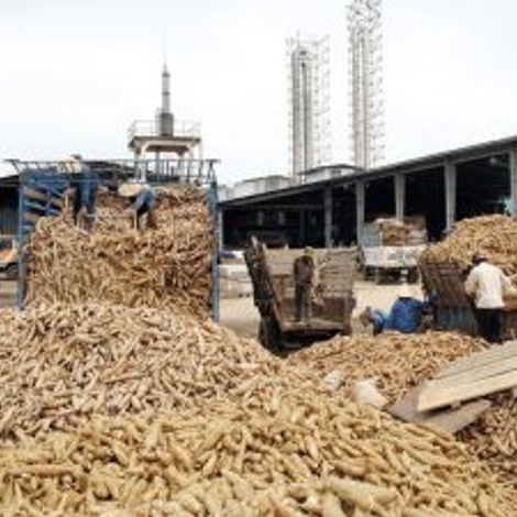 DAWU Corporation - Harvested Tapioca