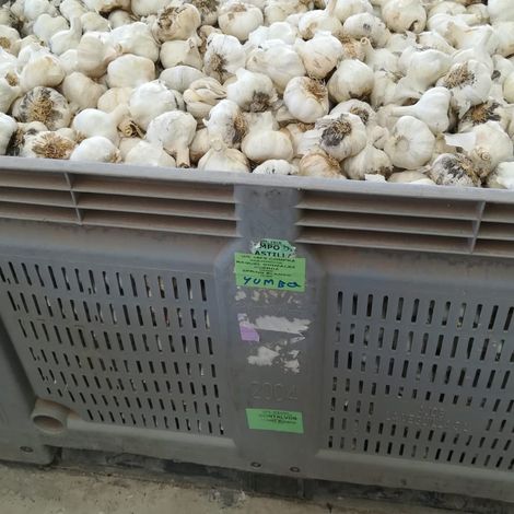 White Spring Garlic