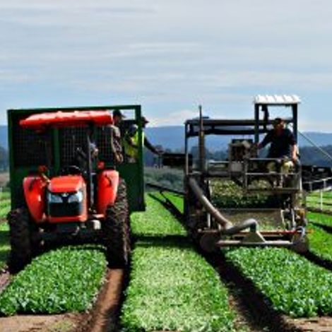 Bulmer Farms