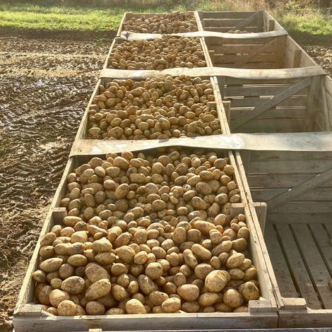 White's of Old Cantley