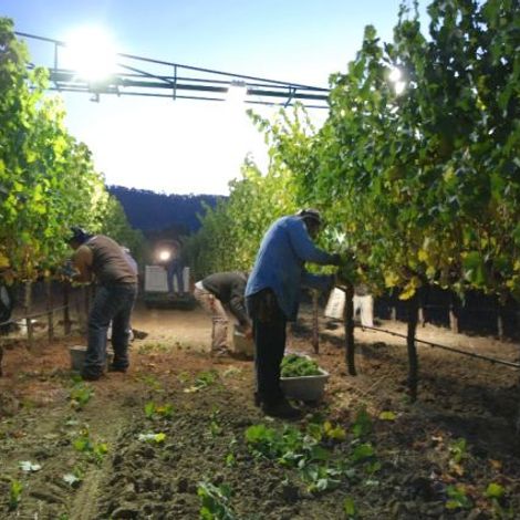 Three Clicks Wines vineyards 3.jpg