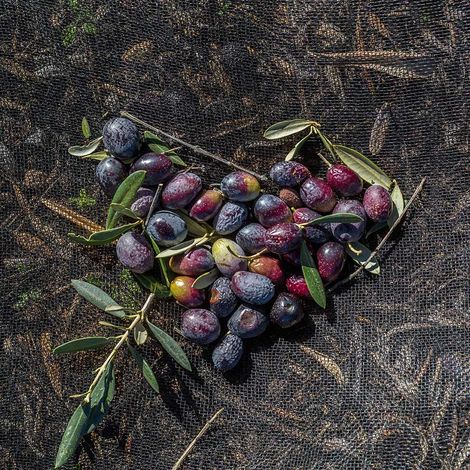 Est. Manuel da Silva Torrado & CA. (Irmãos), SA - Olives