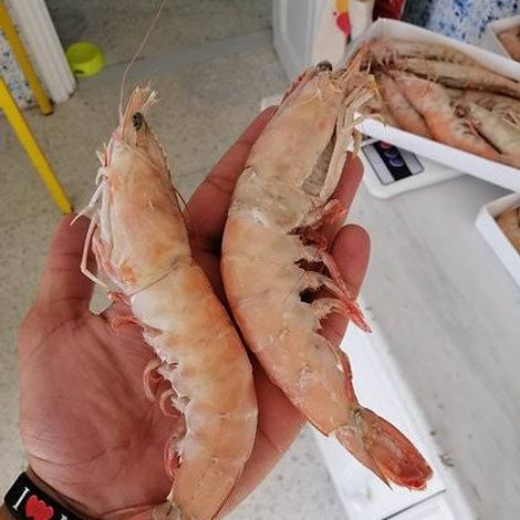 Frozen shrimps