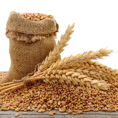 Wheat