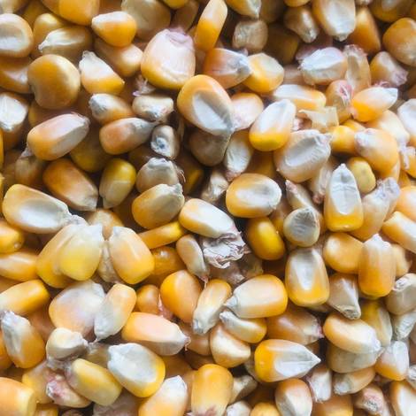 Yellow Corn Grain