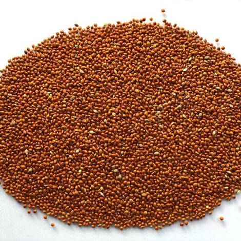 Red millet 270€