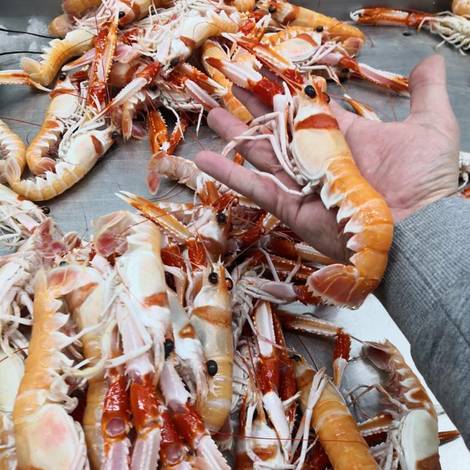 Cigalas - Norway Lobster  (Nephrops Novergicus)