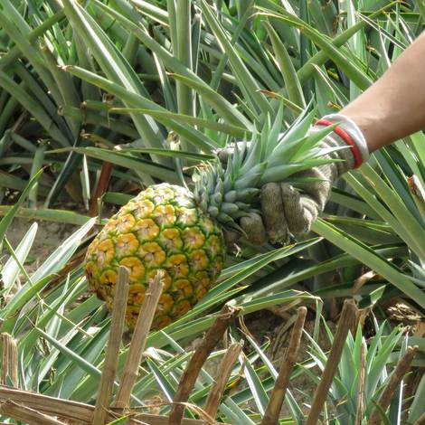Picking your sweet pineapple