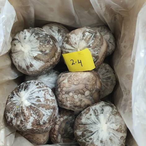 Octopus Vulgaris_Ball Type_2-4_IWP