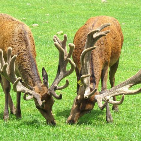 Pure Vitality Velvet stags
