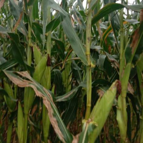 Maize Crops