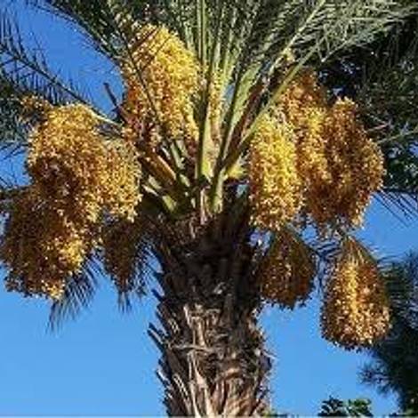 Sharjah Dates Factory - Plantation
