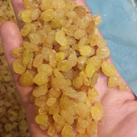 Golden raisins-G1.JPG