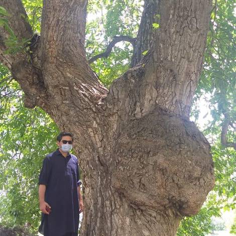 150 Years Old Walnut Tree in Tesot Valley Gilgit