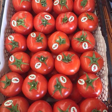Tomato.JPG