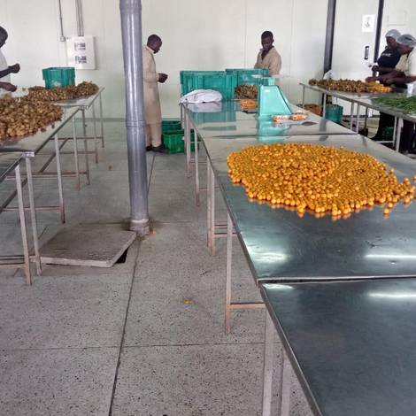 Cape gooseberry