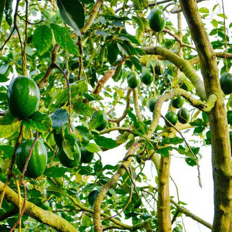 Trees heavy with Choquette avocados