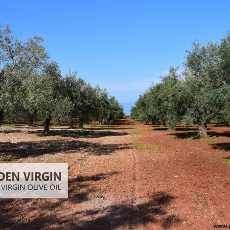 GOLDEN VIRGIN-Extra Virgin Olive Oil