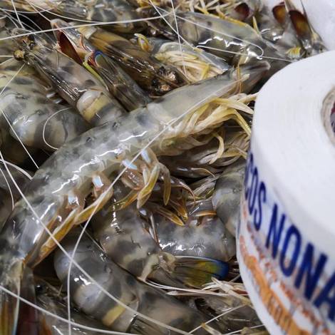 Langostinos  - Kuruma Prawn     (Penaeus Kerathurus)