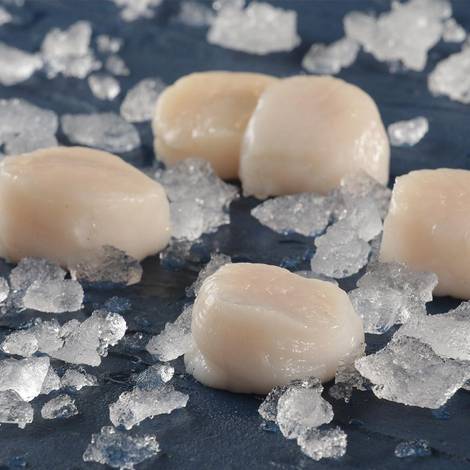 Sea Scallops