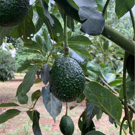 Avocado Hass