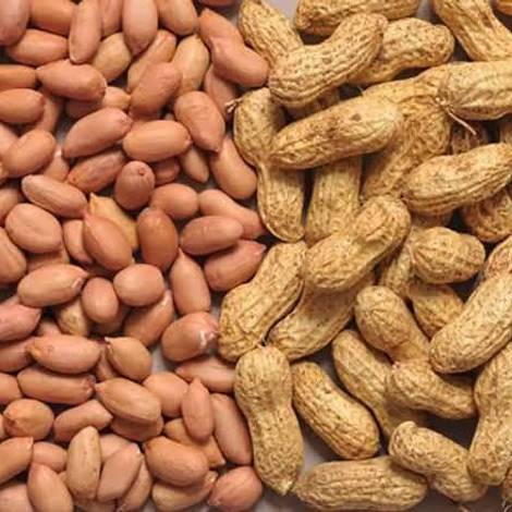 Groundnut/peanut