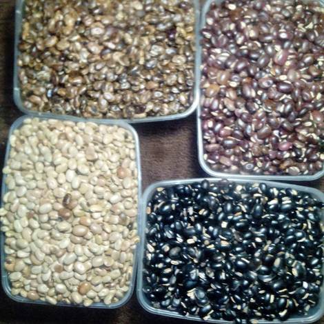 Velvet Beans/ Mucuna Pruriens Seeds