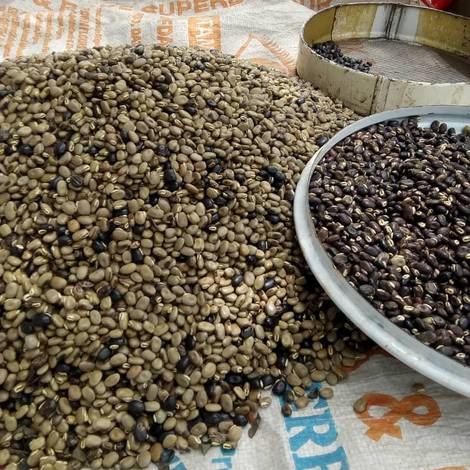 Mucuna Pruriens Seeds (Velvet Beans)