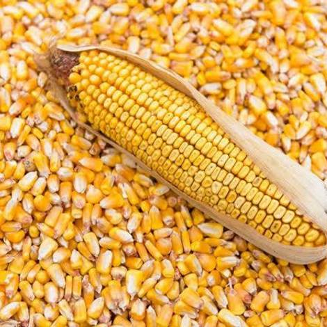 Dry Maize (corn seed)