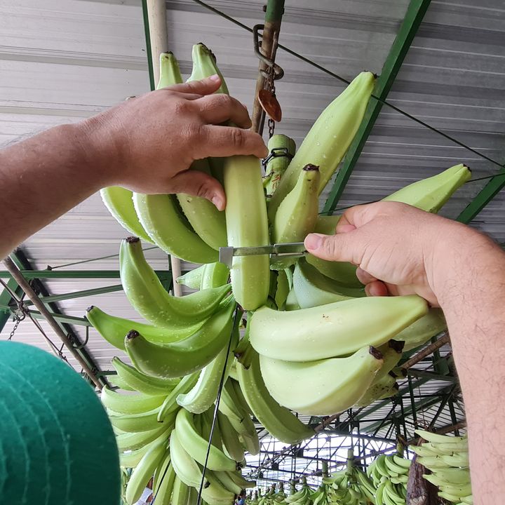 guatemala-plantains
