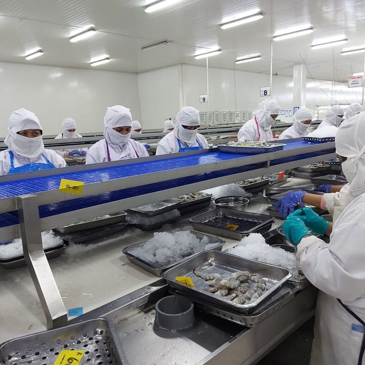 Frozen Vannamei Shrimp Offers From Indonesia