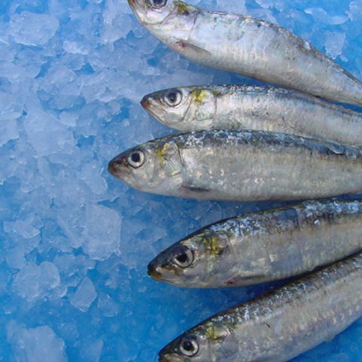 Frozen Whole Sardine Offers From Portugal - Tridge